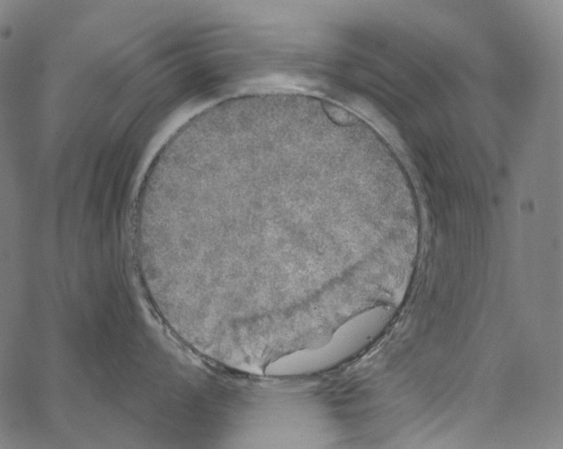 X0000062141008200601060918