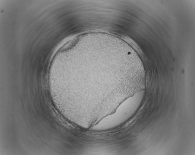 X0000062141052200601060918