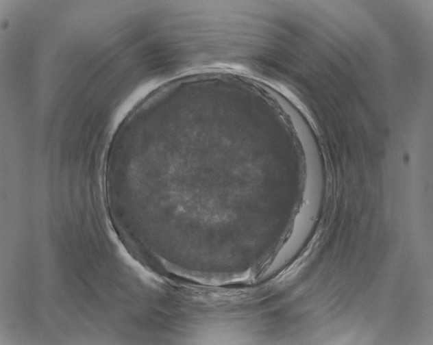 X0000062141054200601060918