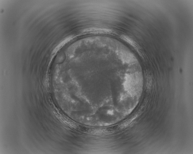 X0000062141074200601060917