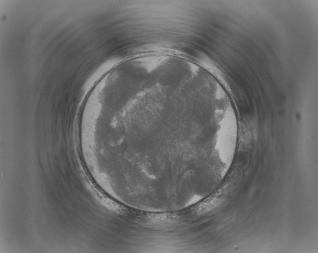 X0000062141098200601060917