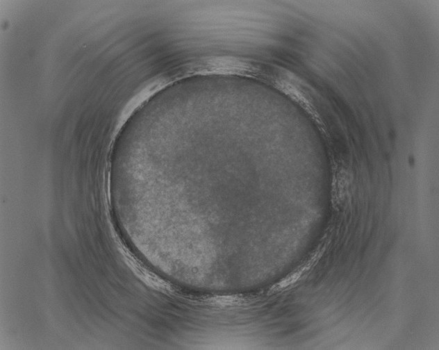 X0000062141130200601060916