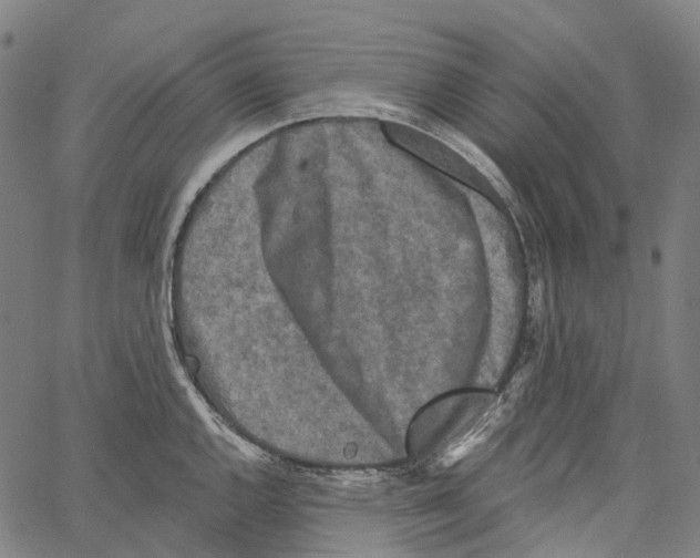 X0000062141144200601060916