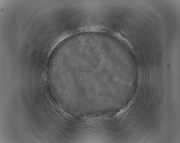 X0000062141166200601060916