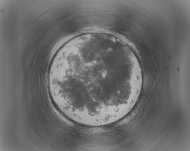 X0000062141239200601060915