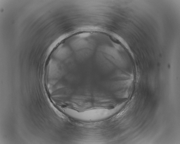 X0000062141245200601060915