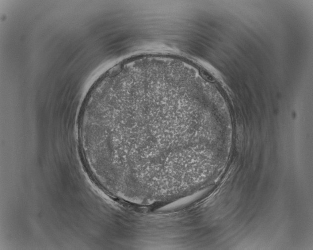 X0000062141335200601060913