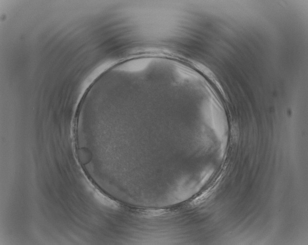 X0000062141482200601060910