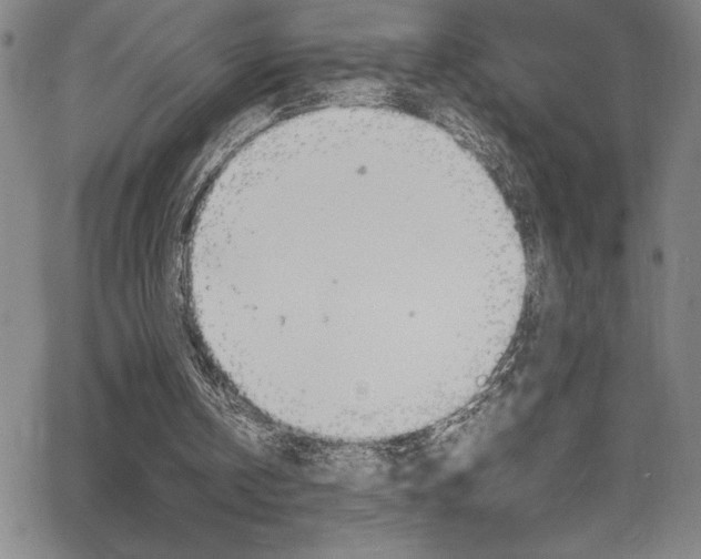 X0000062150146200512090959