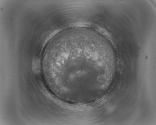 X0000062150012200512091326