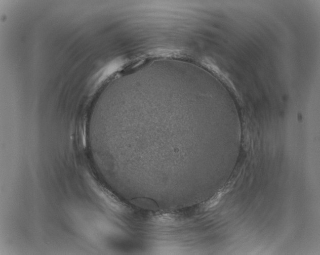 X0000062150062200512091325