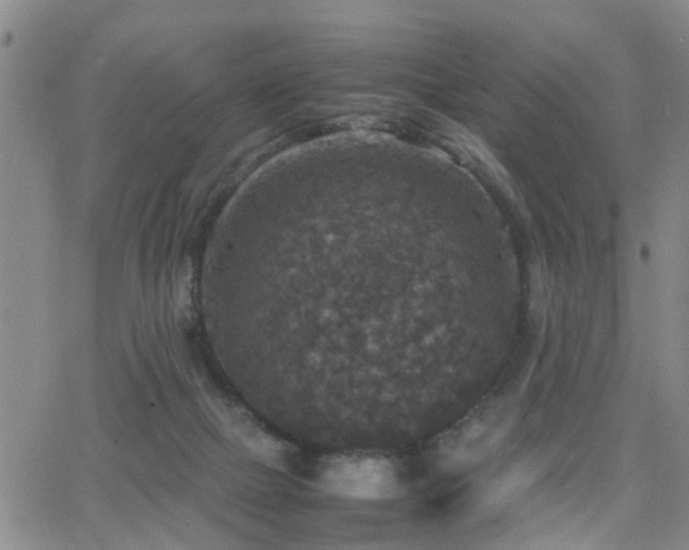 X0000062150073200512091325