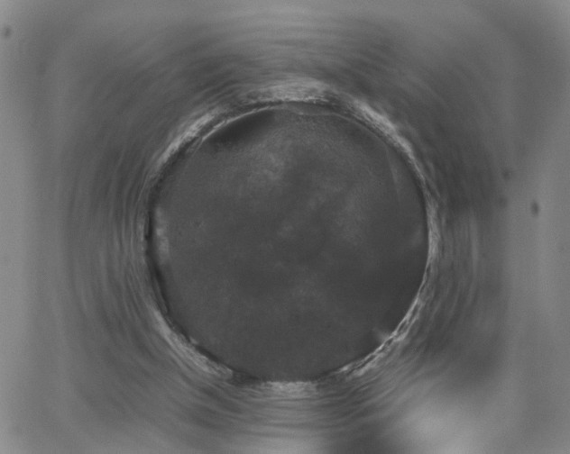 X0000062150154200512091323