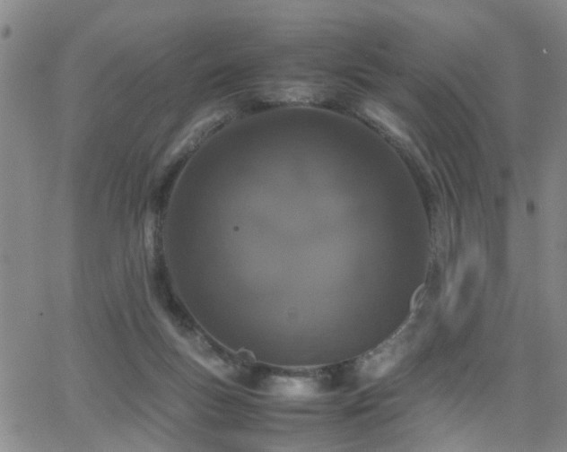 X0000062150167200512091323