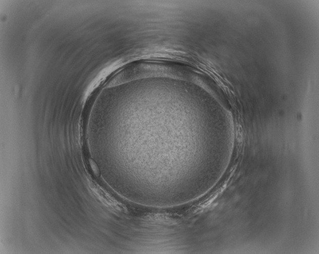 X0000062150244200512091321