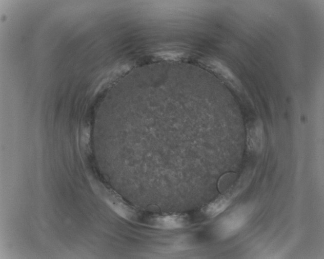 X0000062150365200512091320