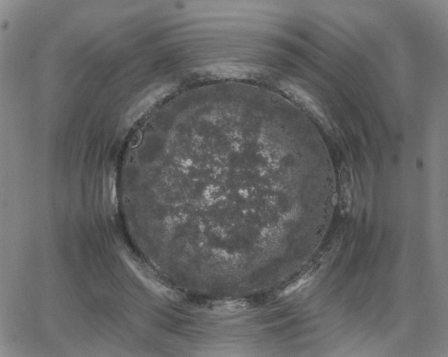 X0000062150398200512091320