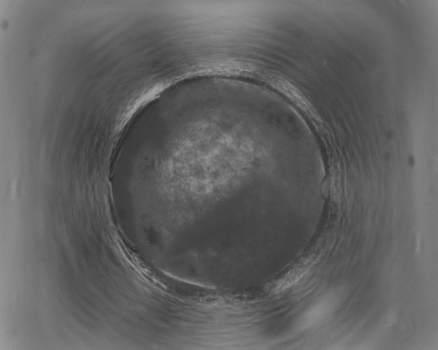 X0000062150434200512091318