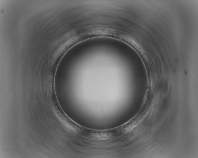 X0000062150445200512091318