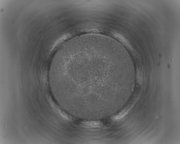 X0000062150449200512091319