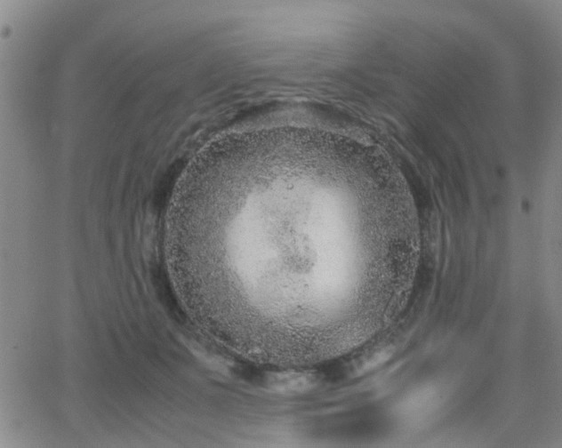 X0000062150511200512091318