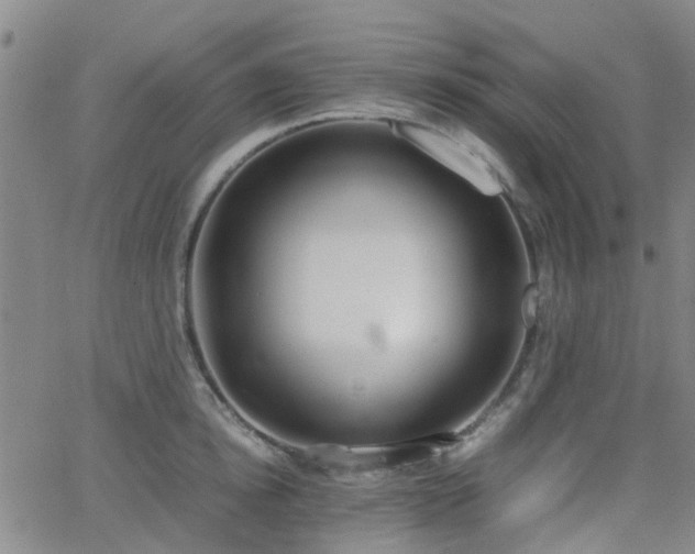 X0000062150854200512091313