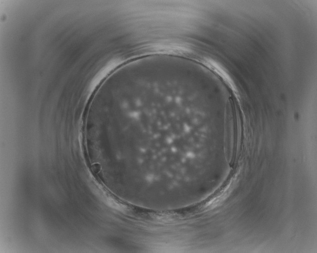 X0000062150899200512091311