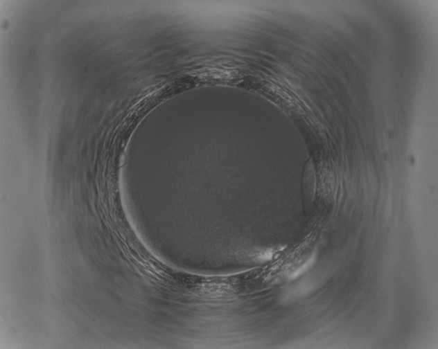 X0000062151297200512091304