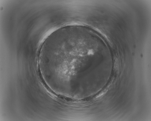 X0000062151367200512091304