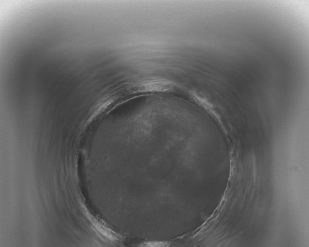 X0000062150154200512121317