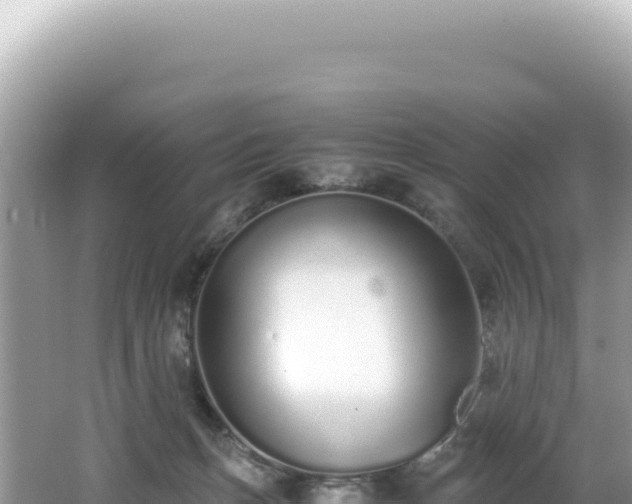 X0000062150175200512121317