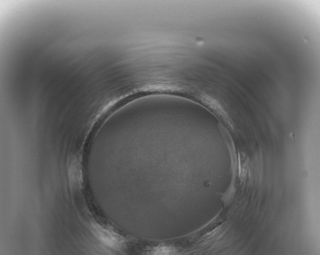 X0000062150204200512121316