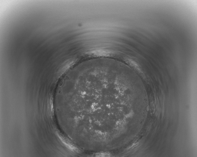 X0000062150398200512121313