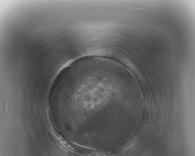 X0000062150434200512121312