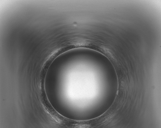 X0000062150539200512121310