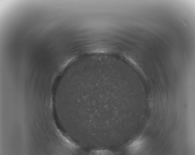 X0000062150637200512121308