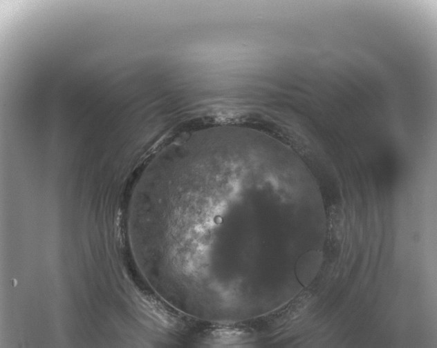 X0000062150650200512121309