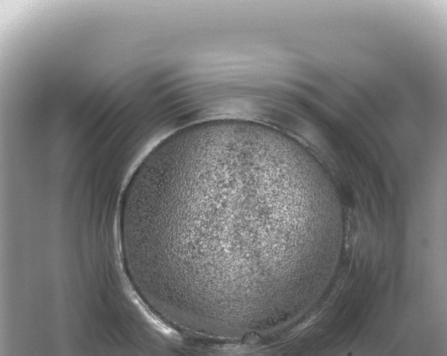 X0000062150796200512121306