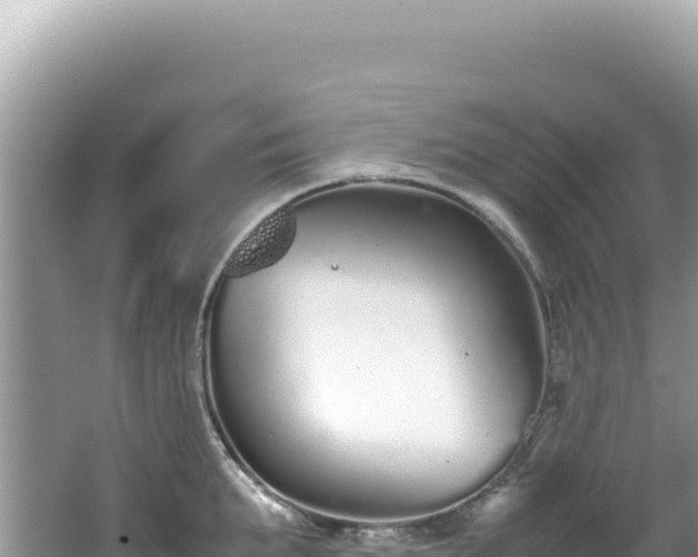 X0000062150903200512121304