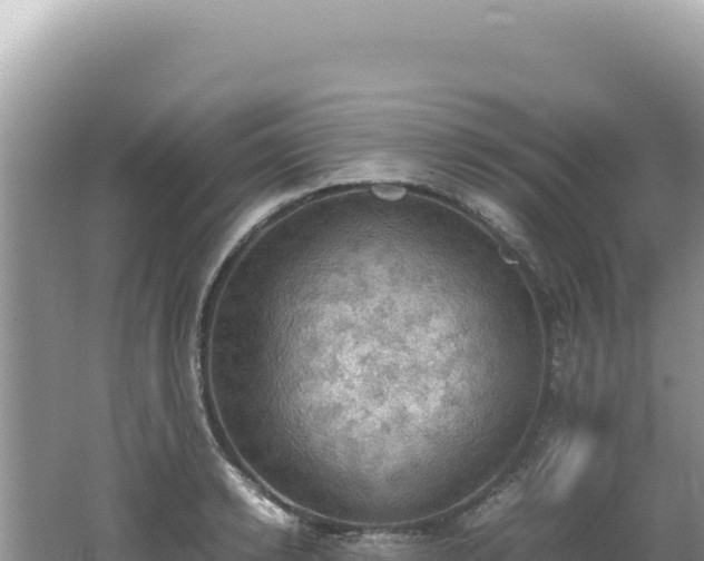 X0000062150942200512121304