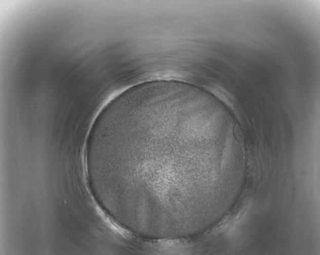 X0000062151032200512121302