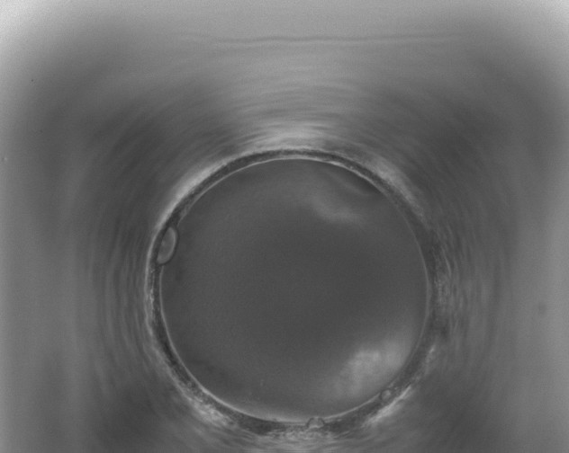 X0000062151077200512121301