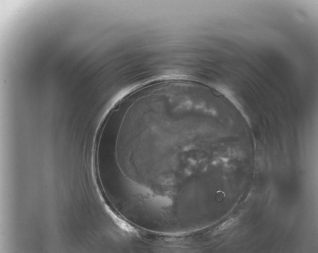 X0000062151245200512121259