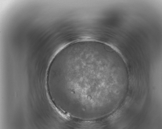 X0000062151333200512121257