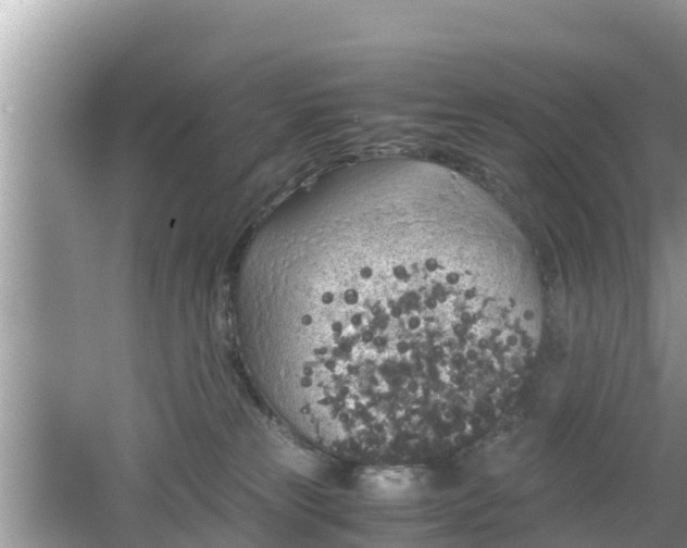 X0000062150181200512161244