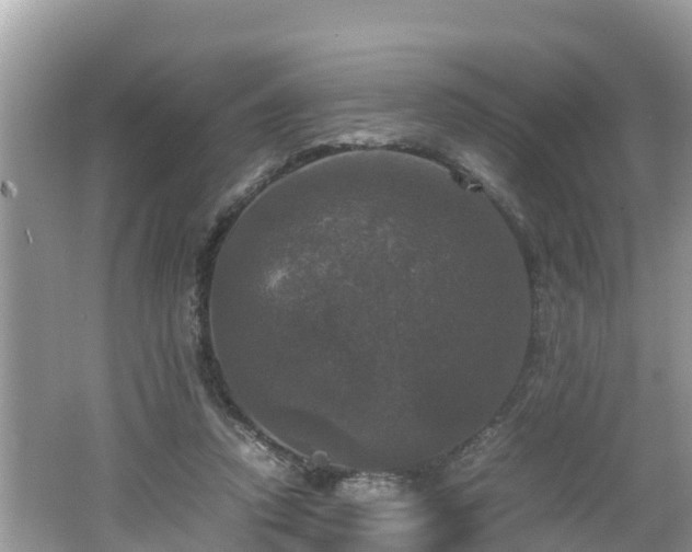 X0000062150354200512161240