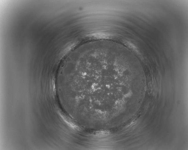 X0000062150398200512161240