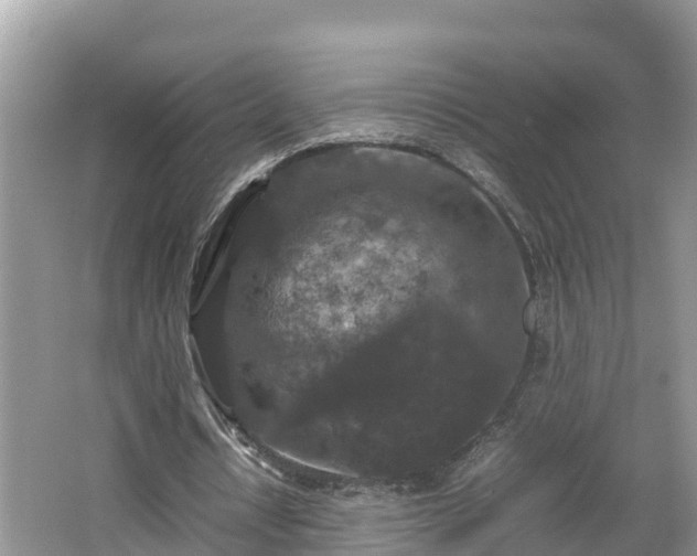 X0000062150434200512161238