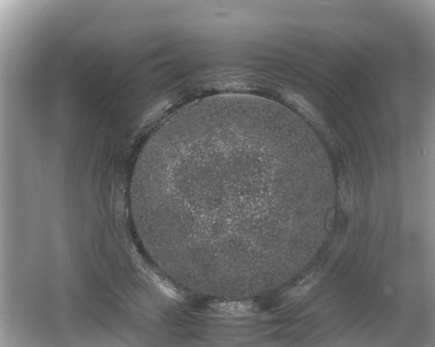 X0000062150449200512161239