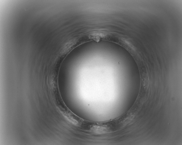 X0000062150455200512161239